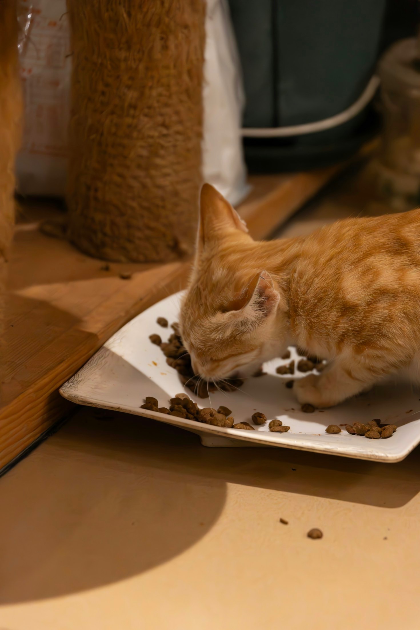 Dlaczego warto inwestować w karmy premium?